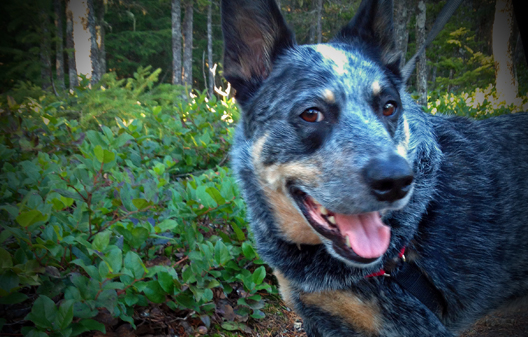 Orcas Island Glamping Team