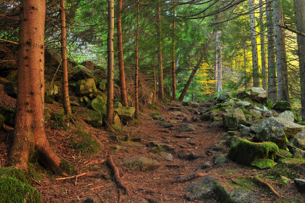 LEANTO Moran State Park Forest