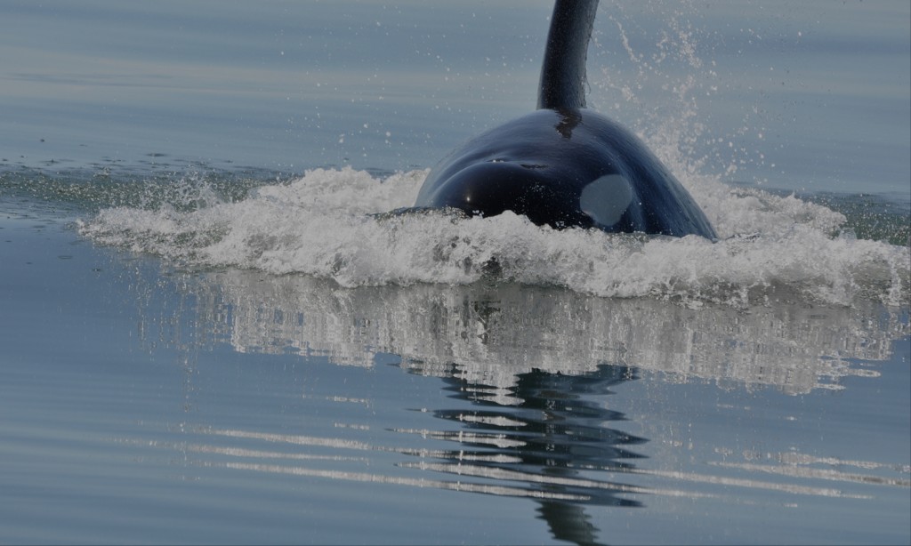 Orcas Island Whale Watching Moran State Park Glamping