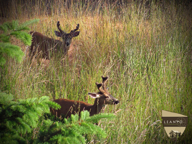 Deer in field