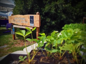 Orcas Island Farmer's Market