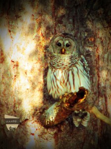 Washington State Owl on Orcas Island