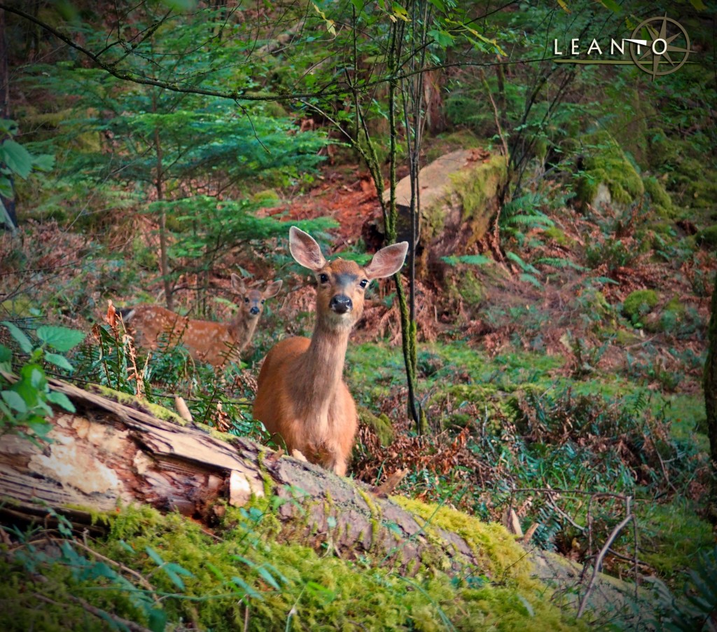 Earth Day Activity Orcas Island Glamping