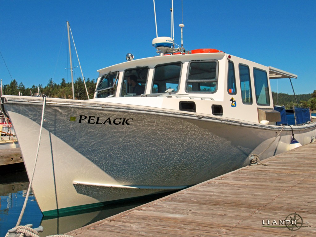 Whale Watching San Juan Islands LEANTO