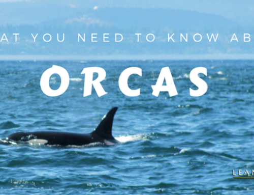 What you need to know about Orcas